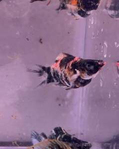 Hot deal 🔥 [MOLLY] Diamond Eye 💎 Red Head Tri Color Short Body Molly- AquaX With D.O.A. *Ship West & East Malaysia* ~Farm Direct Sell