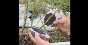 ตุ้มตอนกิ่ง ตุ้มตอนกิ่งสีใส ตุ้มตอนพลาสติก ขยายพันธุ์พืช ตอนกิ่ง ตอนต้นไม้ ใช้ซ้ำได้ พร้อมส่ง พลาสติกหนาแข็งแรง