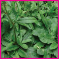 daun tapak liman/tapak liman kering/Elephantopus Scaber L. 200 gram. 