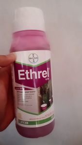 PERANGSANG GETAH KARET ZPT ETHREL 10 PA 500 ML / OBAT PENAMBAH GETAH KARET ETHREL