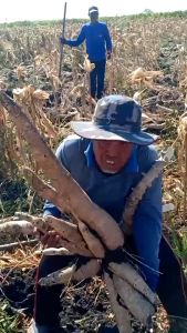 บูม99 ขนาด 500 cc ปุ๋ยน้ำกระตุ้นผลผลิต ส่งฟรีทุกชุด‼️