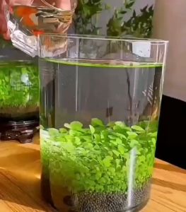 เมล็ดไม้น้ำ สำหรับแต่งตู้ปลา ตู้ไม้น้ำเมล็ดพันธ์ุไม้น้ำ ต้นไม้ปลูกในน้ำ ดินปลูกไม้น้ำ แต่งตู้ปลา ตกแต่งตู้ปลา ตู้ไม้น้ำ