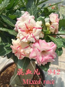 Adenium Obesum Bonsai ID 942 Mixed Race 混血儿 富贵花