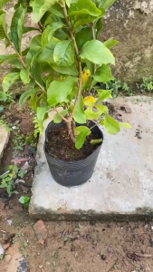 Cây Trang Leo Đứng (Sử Quân Tử) - Tổng thể tầm 50-60 cm - Chịu nắng tốt cho hoa đẹp!