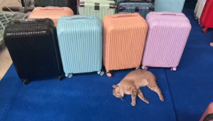 กระเป๋าเดินทาง กระเป๋าเดินทางรุ่นทนทาน โหลดใต้เครื่องได้ มี 20/24นิ้ว รุ่น classy