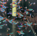 Neon Tetra Aquascape Fish 6pcs. 