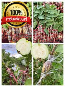 ฝรั่งพันธุ์กิมจู 14บ.(กิ่งตอน) 1ชุด100กิ่ง ความยาว 40-50ซมรากพร้อมปลูก