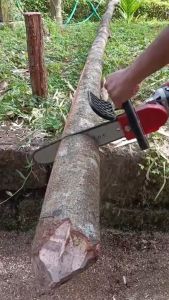 Mini Chainsaw 12 in & Mesin Gerinda Tangan: Membuat Pilihan yang Tepat