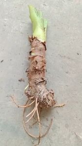 1 cây ráy voi lớn mua 3 tặng 1