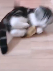 Creative Fish Shape Pet Toy Fish Shape Bite Resistant Catnip Cat Toy Pet Chew Toy Pet Interaction Supplies