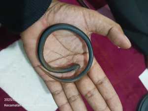 gelang natural tanduk domba