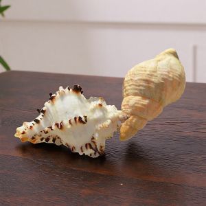 Natural Shell Replacement for Hermit Crabs Aquarium Decor