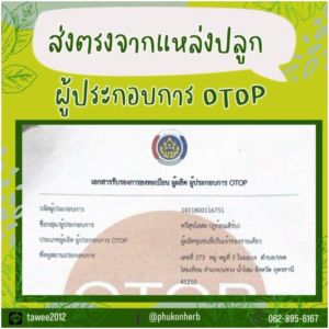 น้ำมันไพล น้ำมันเหลือง น้ำมันเขียว ตราทวีสุข สมุนไพรแท้ สินค้าดี ราคาถูก  สินค้าออแกนิค OTOP ชุมชน