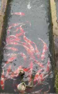 TOP PREMIUM GRADE 12-14” sizes ( JAPAN BLOODLINE )  10pcs at RM2800 + shipping RM100 ( 4 XL BOX ) - RANDOM PICKS BY SIFU FARMER