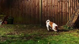 【8 capsules Special discount】Drontal Cat Deworm/ Ubat Cacing Anjing /Ubat Cacing Kucing Worm - Vet Recommend / 1box-8pill -猫咪驱虫