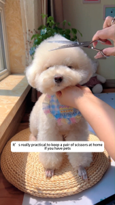 5Pcs/set Pet Scissors Pet Grooming Scissors Set for Dogs Cat Scissors Pet Hair Care Dogs and Cats