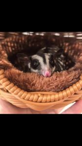 Sugar Glider Pouch Pet Glider Cage Sleep Bag for Small Animals Squirrels Marmosets Rats Hamsters Metal Frame PP Rattan Durable