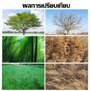 หยดเดียวรากต้นไม้ร้อยปีเน่า ยาฆ่าต้นไม้ใหญ 2024 เข้มข้นมาก1ขวดเทากับ 20ขวด ยาฆ่าตอไม้ใหญ่ ยาฆ่าตอต้นไม้ สูตรปรับปรุงใหม่ผลกำจัดต้นไม้เพิ่ม50เทา ยากำจัดต้นไม้ ยากำจัดต้นไม้ใหญ่ สามารถฆ่าต้นไม้และหญ้าไผ่ได้ทุกชนิด ไม่ทำร้ายดิน ยาฆ่า