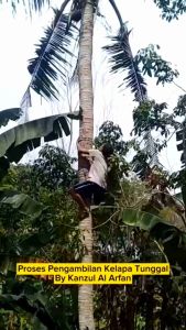 Minyak Kelapa Nunggal Wulung: Manfaat & Cara Penggunaan