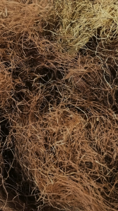 玉米须 100g Corn Silk