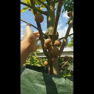 Bibit sawo jumbo varigata super cepat berbuah hasil okulasi