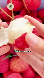 Terlaris BIBIT tanaman LECi MERAH emffuuk CANGKOK siip laah