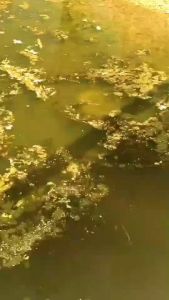 เลนส์อีเกิลอายส์แท้ แว่นยิงปลา 100% วัสดุTR90 ทนต่อการบิดหัก 40 นิยม