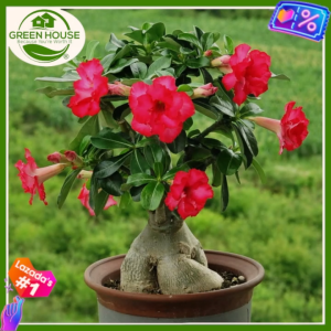 Green House® - Desert Rose Seeds Planting Flowers (6 Seed) incl. Planting Instruction Adenium obesum Bangkok Kalachuchi