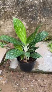 Cây Bạch Mã Hoàng Tử - Tổng thể tầm 40-50 cm - Kiểng lá trang trí sang trọng!