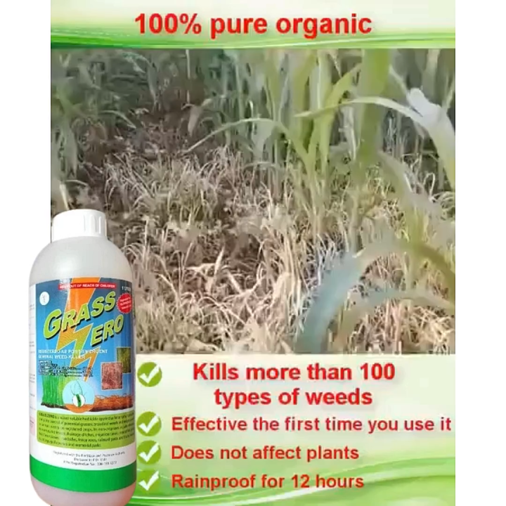 aloe vera planting pot Aloe Vera | Indoor Plant | Tropical Plant | Potted Plant