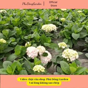 Cẩm Tú Cầu trưởng thành đang hoa cao 70cm | Hoa ra quanh năm trang trí sân vườn ban công ( ảnh thật số 2)!