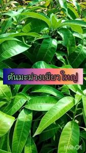 ต้นมะม่วงเขียวใหญ่ ขนาด 65-100 ซม. ผลดก ใหญ่ ทานดิบ หวาน/มัน/กรอบ ทานสุก หวาน/หอม