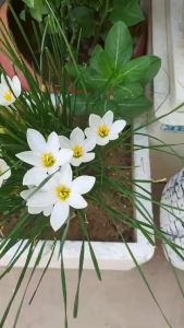Combo 5 củ hoa huệ mưa màu vàng -1 tháng ra hoa