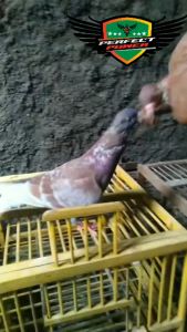 Jamu merpati PERFECT POWER isi 100 butir