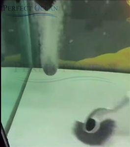 Hippocampus Corner Brush Aquarium 95cmL Cleaning Tools Algae Berus Fish Glass Tank 🌊READY STOCK🌊 | Perfect Ocean