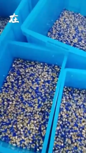 Fitting Pneumatic Lurus MPU Fittings Slip Lock Selang Angin PU 4mm 6mm 8mm 10mm 12mm 14mm 16mm