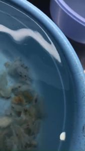 Tổ Yến Sào Thô Khánh Hòa ít lông + quà tặng