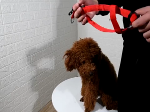 [uHome Pets] Luminous dog chest and back straps Luminous Dog Harness