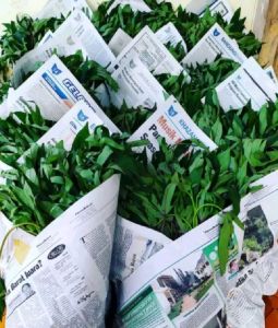 BIBIT UBI JALAR SUPER CILEMBU 10 bibit