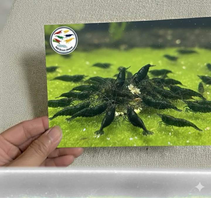 [Tặng Green Jade A+] Hình dán trang trí hồ Tép in hình Tép cảnh màu ...