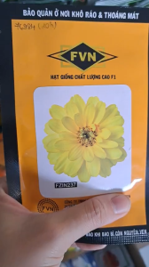 (Gói 20 hạt) Hạt Giống Cúc Lá Nhám Bán Kép ZIN237 FVN - Hoa màu vàng