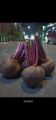 beet root fresh / buah bit merah segar 1 kilo. 