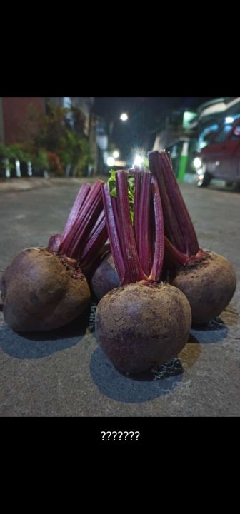 beet root fresh / buah bit merah segar 1 kilo