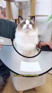 Kerah Penutup Pelindung Kucing Anjing Dapat Disesuaikan Penutup Perawatan Anti-gigitan Kerah