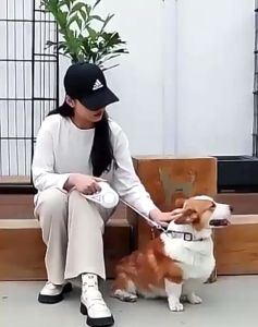 Tali Anjing 3 METER SENTER Retractable Dog Leash Anjing Otomatis Tali Tuntun Anjing Tali Kucing Otomatis