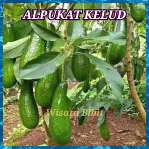 Bibit alpukat KELUD hasil okulasi