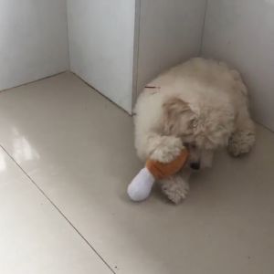 Mainan Kucing Kartun Plush Kunyah Interaktif Mainan Bola Gigit Hewan