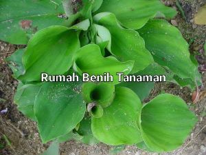 BIBIT TANAMAN HERBAL KENCUR - CIKUR (Beli 5 GRATIS 1)