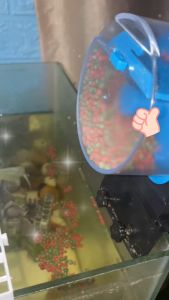 AKIRO MALAYSIA LCD Digital Automatic Aquarium Fish Food Feeder 12/24 Hours Fish Tank Auto Timer Feeding Tool Alat Akuarium 自動餵魚器