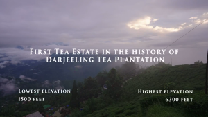 Darjeeling Black Tea- Puttabong Roasted Darjeeling Tea - Premium Clean and Pure Black Tea -100g